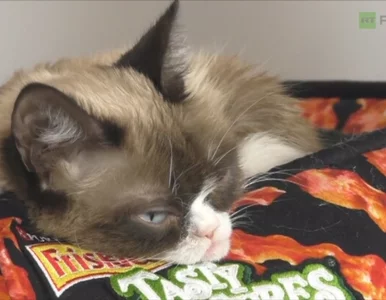 Miniatura: "Grumpy cat" gwiazdą festiwalu SXSW