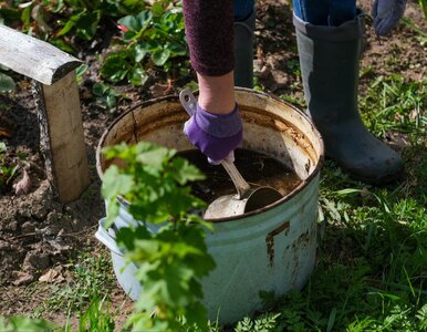 Miniatura: Nie każdy obornik działa tak samo. Jeden...