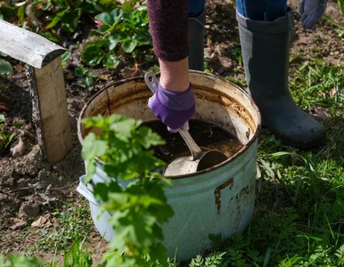 Miniatura: Nie każdy obornik działa tak samo. Jeden...