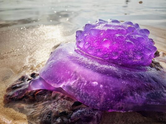 Miniatura: Na plaży w Australii znaleziono fioletową...