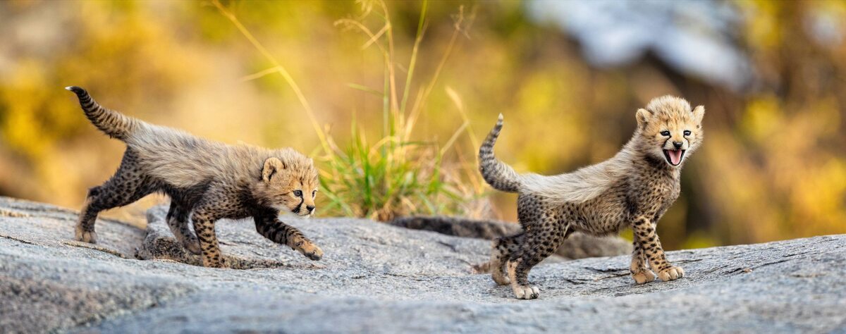 Małe gepardy 