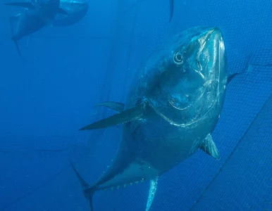 Miniatura: Wędkarz wciągnął rybę na pokład łodzi i...