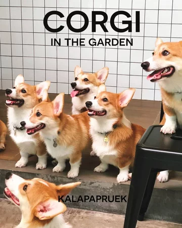 Psia kawiarnia w Bangkoku 