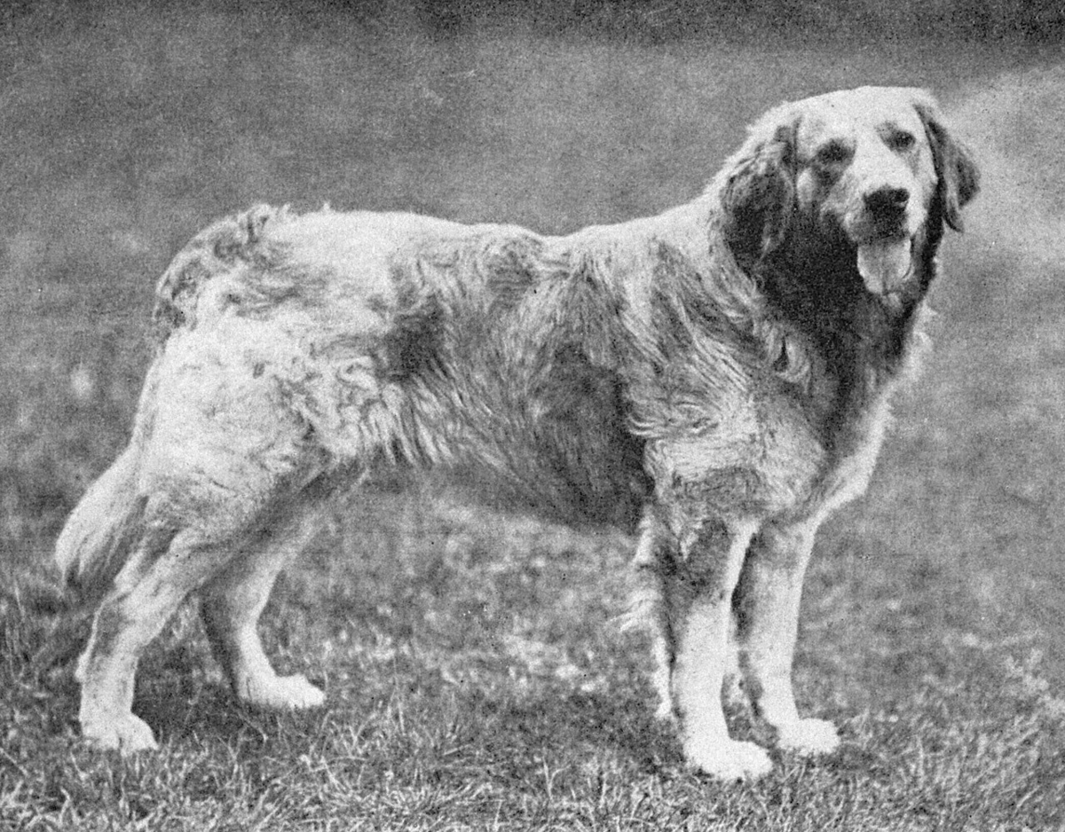 19. Russian tracker Ogromne psy, których waga dochodziła do 45 kilogramów. Mimo wielkości był szybki i odpędzał wilki i inne drapieżniki.