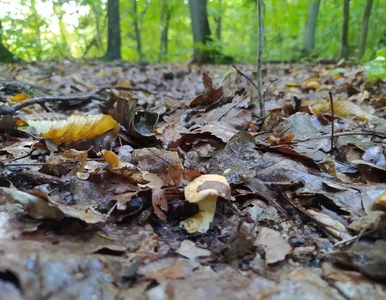 Miniatura: Pogoda zmieni się w weekend. Radość nie...