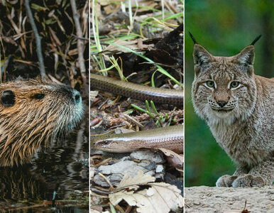 Miniatura: QUIZ. Czy te zwierzęta spotkasz w Polsce?...