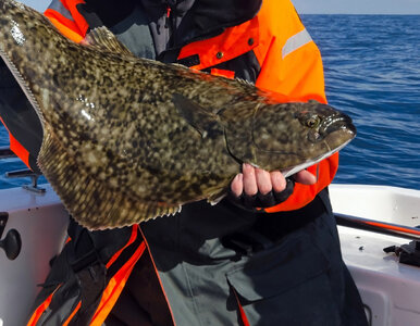 Miniatura: 13-letni wędkarz złowił ogromnego...