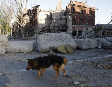 Miniatura: Nowa psia maskotka Ukrainy. Taco patroluje...