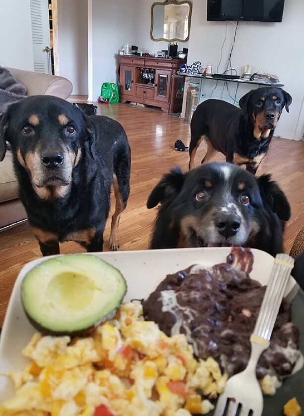 Te psy wyraźnie mają ochotę na jedzenie 