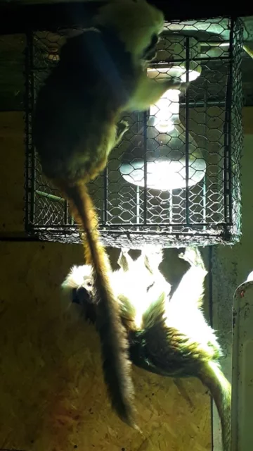 Zwierzęta w ZOO Wojciechów 