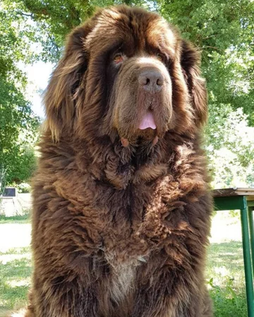 Nowofundlandy w obiektywie włascicieli 