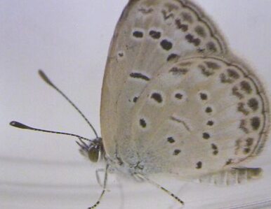 Miniatura: Japońskie motyle zmutowały. Winna Fukushima