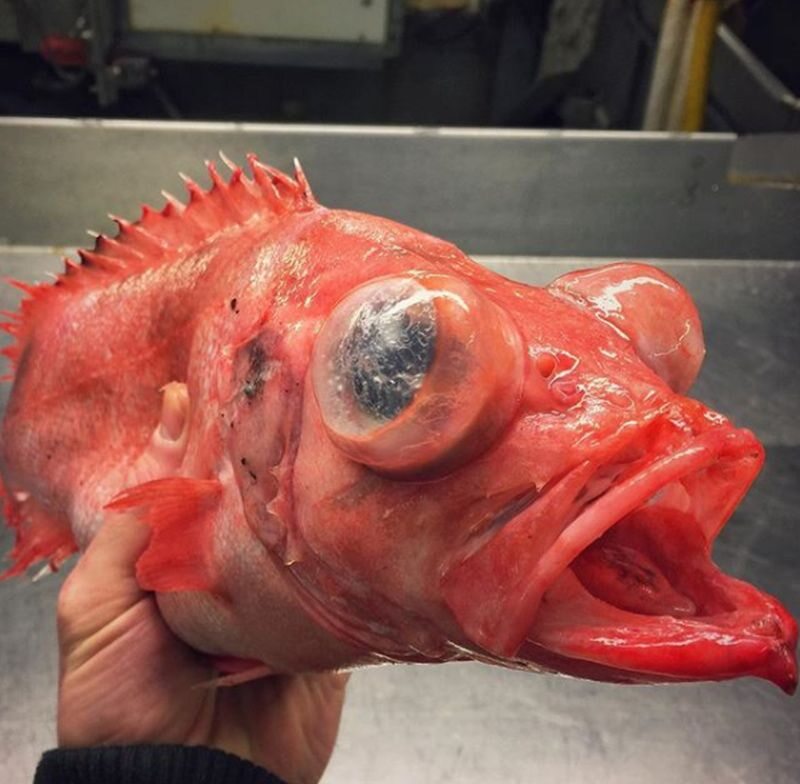 Jedna z ryb złowionych przez Fedorcowa 