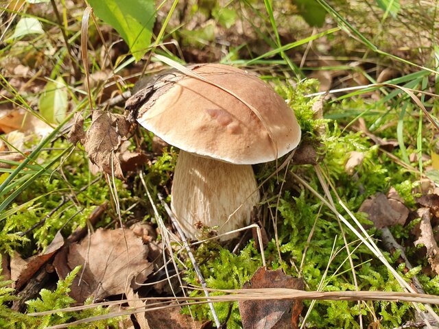 Zacznijmy od&nbsp;czegoś łatwego. Grzyb na&nbsp;tym zdjęciu&nbsp;to:
