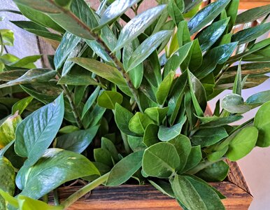 Miniatura: Jedna łyżeczka do wody i zamiokulkas rusza...