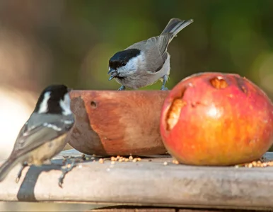 Miniatura: Prosty trik ogrodników. Tak można pomóc...