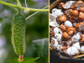 Skorupki jajek –&nbsp;do&nbsp;jakich <br>roślin stosować zrobiony...