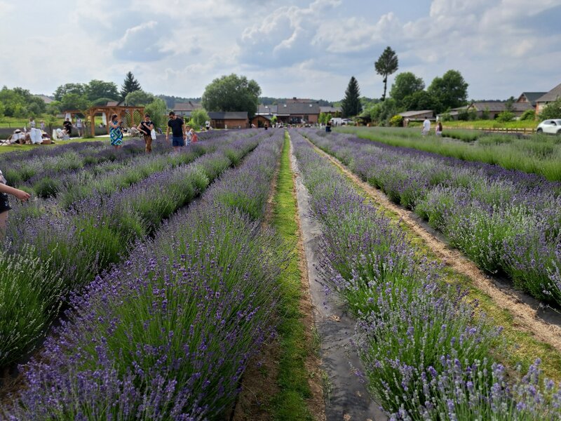 Lawendowa Siwianka, plantacja lawendy pod Warszawą