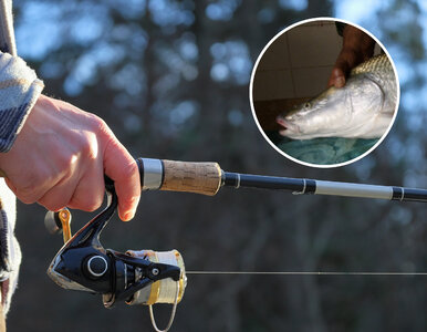 Miniatura: Złowili ogromną rybę. W środowisku...