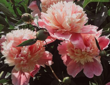 Miniatura: Zrób to we wrześniu, a piwonia odwdzięczy...