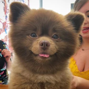 Pomeranian Bertie 