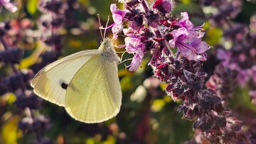 Bazylia kwiatowa Kwitnąca bazylia