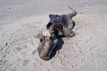 Istota przypominająca krokodyla Tajemnicza, przypominająca krokodyla istota, została odkryta na plaży Rhossili w Swansea w Walii w maju tego roku. Wykładowca nauk biologicznych na Uniwersytecie Swansea poinformował później, że chociaż stworzenie na pierwszy rzut oka przypomina krokodyla, jego szczęka sugeruje, że jest to wieloryb lub delfin w zaawansowanym stadium rozkładu.