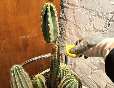 Miniatura: Chcesz rozmnożyć kaktusy i sukulenty?...