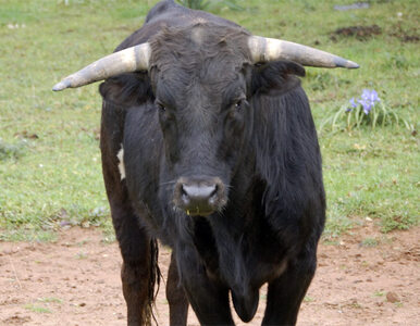 Miniatura: Bilans gonitw byków w Pampelunie