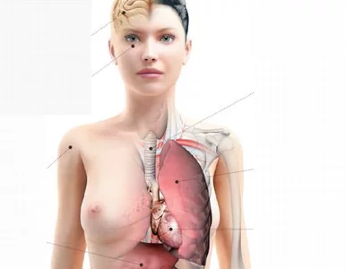 Miniatura: Potrzebujesz przeszczepu? Wydrukują ci nerkę