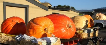 Festiwal dyni w  Half Moon Bay 