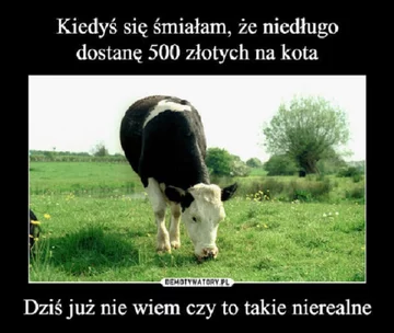 Memy po zapowiedziach o programie "500 plus dla krów" 