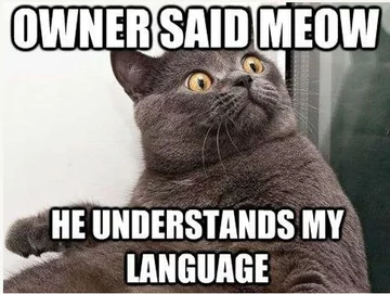 Kot najbardziej memicznym ze zwierząt? 