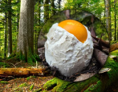 Miniatura: Wygląda jak jajko i jest wart fortunę....