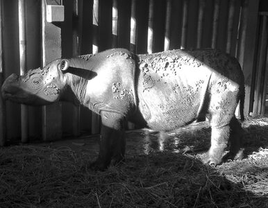 Ostatni nosorożec sumatrzański z Malezji nie żyje. „Nikt nie mógł zrobić...