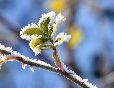 Miniatura: Jedna noc może zniszczyć ogród. Te metody...