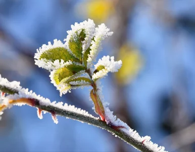 Miniatura: Jedna noc może zniszczyć ogród. Te metody...