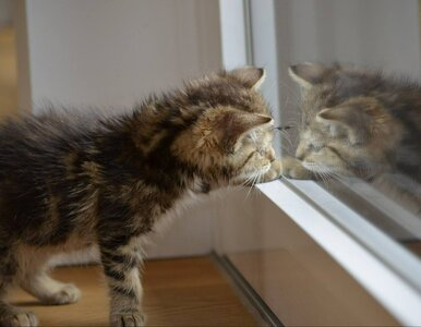 Miniatura: Czy koty nienawidzą zamkniętych drzwi?...