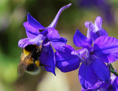Miniatura: Posadź ostróżeczkę jesienią i wiosną ciesz...