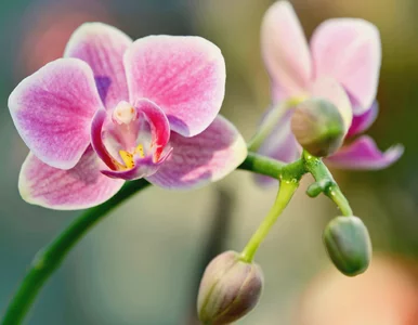 Miniatura: Płaska łyżeczka wystarczy. Miłośnicy...