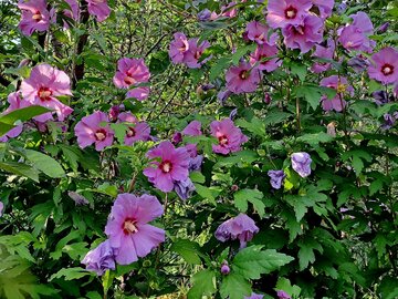 Hibiskus ogrodowy zwany r&oacute;wnież r&oacute;żą chińską