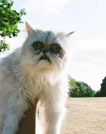 Wilfred - nietypowy kot 