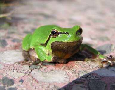 Miniatura: Koniec świata się zbliża, bo... znikają żaby?