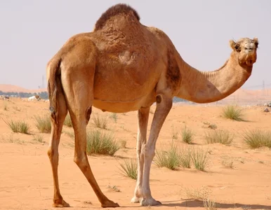 Miniatura: Rosja uhonoruje wielbłądy które pokonały...