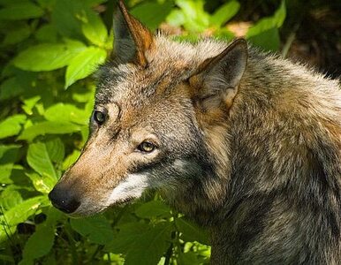 Miniatura: Słowacy zastrzelą chronione polskie wilki?