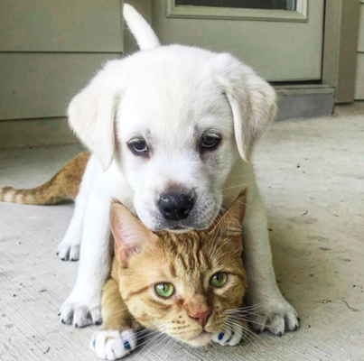 Miniatura: Pies i kot tworzą nierozłączny duet. Simba...