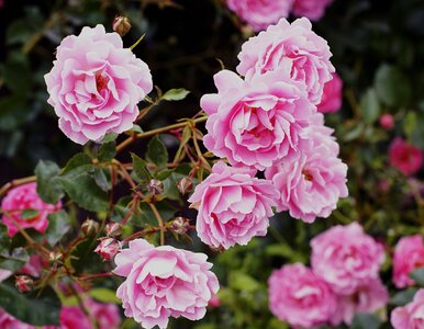 Miniatura: Róże ci tego nie wybaczą i nie zakwitną....