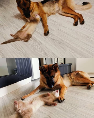 Nova i Pacco 