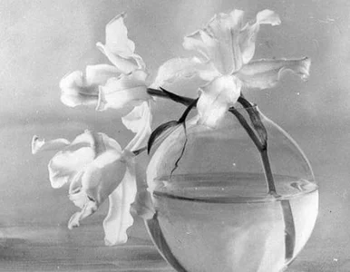 Miniatura: Wystawa Fortunaty Obrąpalskiej, pionierki...