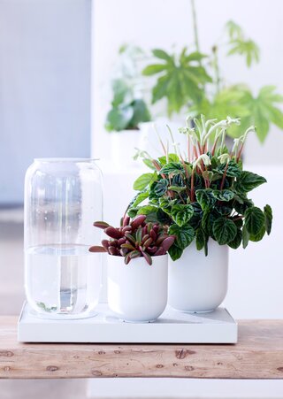 Peperomia